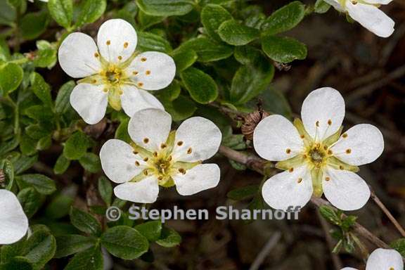 potentilla davurica 1 graphic